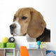 beautiful beagle portrait tender look Wall Decal