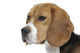 beautiful beagle portrait tender look Wall Decal