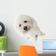 Regard Triste Du Bichon Wall Mural