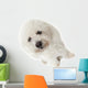 Regard Triste Du Bichon Wall Mural