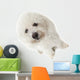 Regard Triste Du Bichon Wall Mural