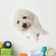 Regard Triste Du Bichon Wall Mural