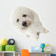 Regard Triste Du Bichon Wall Mural