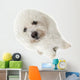 Regard Triste Du Bichon Wall Mural
