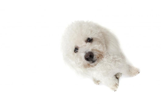 Regard Triste Du Bichon Wall Mural