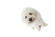 Regard Triste Du Bichon Wall Mural