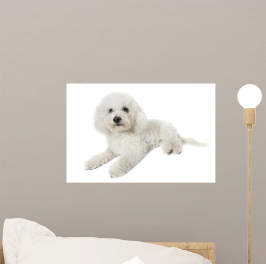 Bichon Frise Relaxed