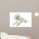Bichon Frise Relaxed