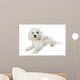 Bichon Frise Relaxed