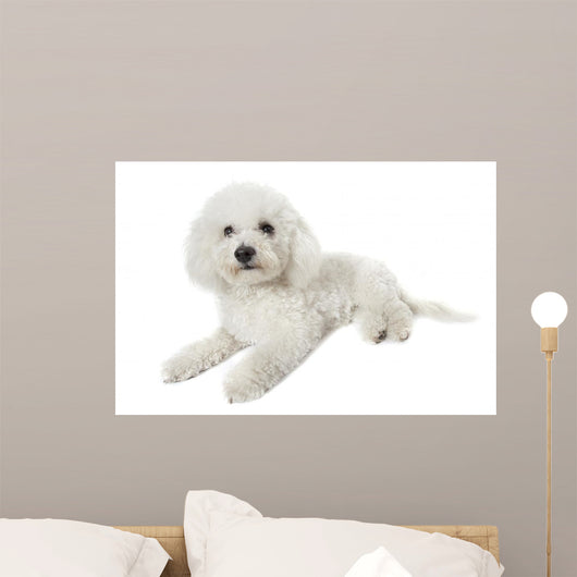 Bichon Frise Relaxed
