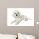 Bichon Frise Relaxed