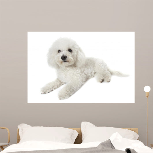 Bichon Frise Relaxed