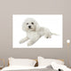 Bichon Frise Relaxed