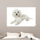 Bichon Frise Relaxed