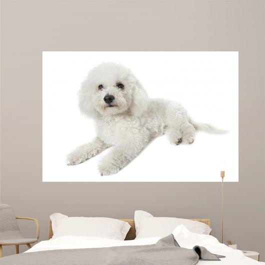 Bichon Frise Relaxed