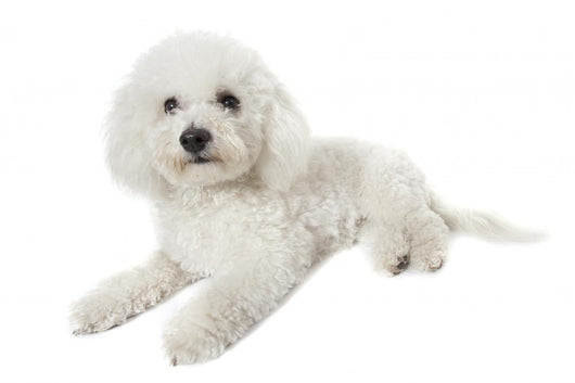 Bichon Frise Relaxed