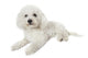 Bichon Frise Relaxed