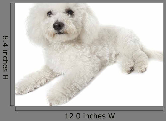 Bichon Frise Relaxed