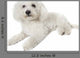Bichon Frise Relaxed