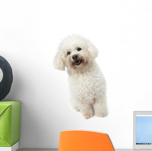 Strange Bichon Frise