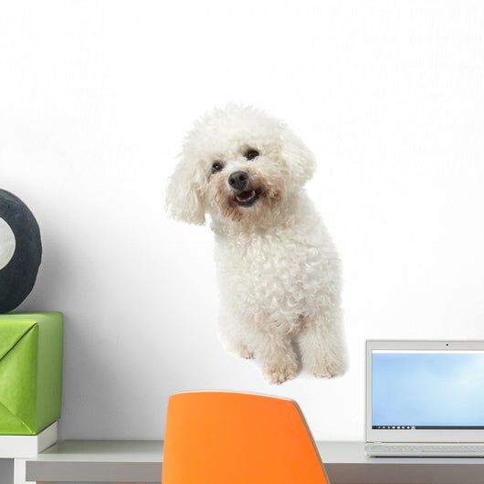 Strange Bichon Frise