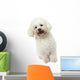 Strange Bichon Frise