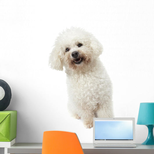 Strange Bichon Frise