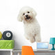 Strange Bichon Frise