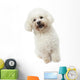 Strange Bichon Frise