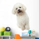 Strange Bichon Frise