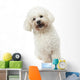 Strange Bichon Frise