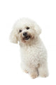 Strange Bichon Frise