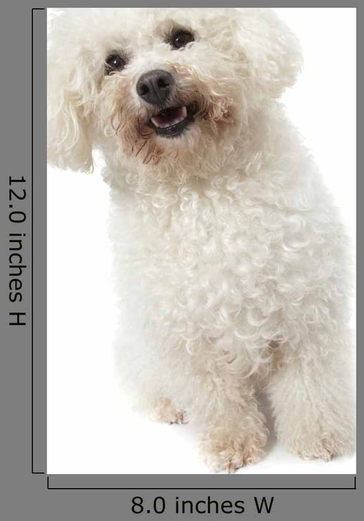 Strange Bichon Frise