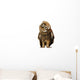 Brown Owl Tilting Its Head Wall Decal