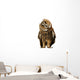 Brown Owl Tilting Its Head Wall Decal