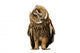 Brown Owl Tilting Its Head Wall Decal