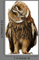 Brown Owl Tilting Its Head Wall Decal