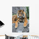 Sumatratiger Wall Mural