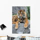 Sumatratiger Wall Mural