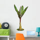 Banana Tree