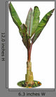 Banana Tree