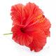 Red hibiscus flower isolated, clipping path included Wall Decal