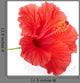 Red hibiscus flower isolated, clipping path included Wall Decal