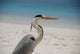 Graureiher Ardea Cinerea Fischreiher Wall Mural