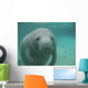 Manatee Sea Cow Cristal River Florida Wall Mural