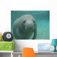 Manatee Sea Cow Cristal River Florida Wall Mural