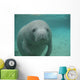 Manatee Sea Cow Cristal River Florida Wall Mural