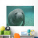 Manatee Sea Cow Cristal River Florida Wall Mural