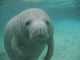Manatee Sea Cow Cristal River Florida Wall Mural