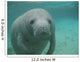 Manatee Sea Cow Cristal River Florida Wall Mural